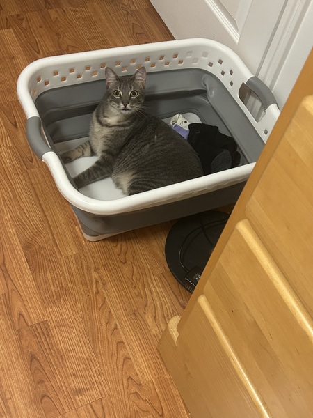 Dixie