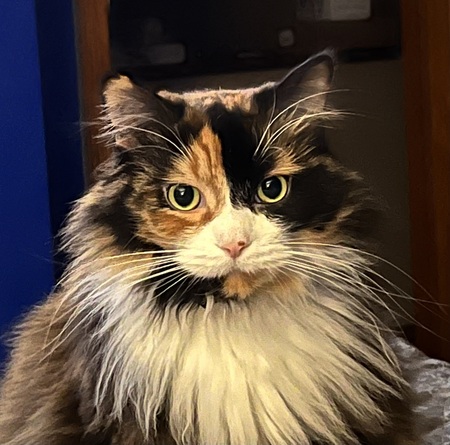 Hazel