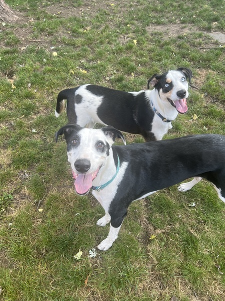 Bleu & Panda