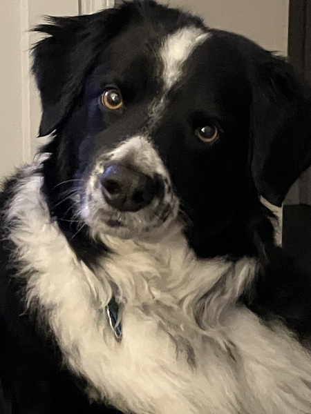 Angus
