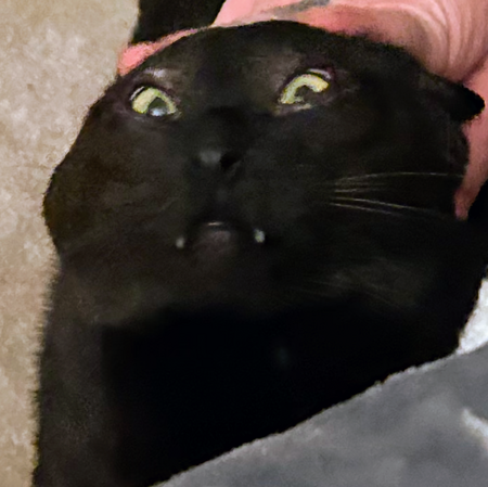 Mr. Cocoa Puddins