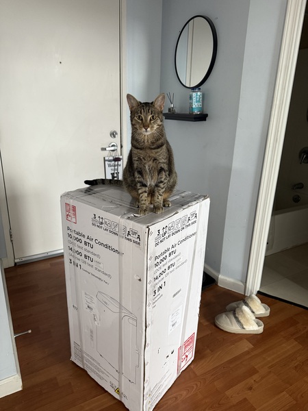 Neko 