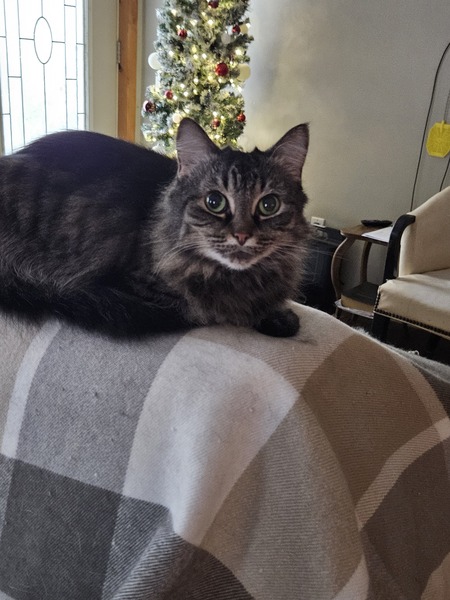 Gracie 