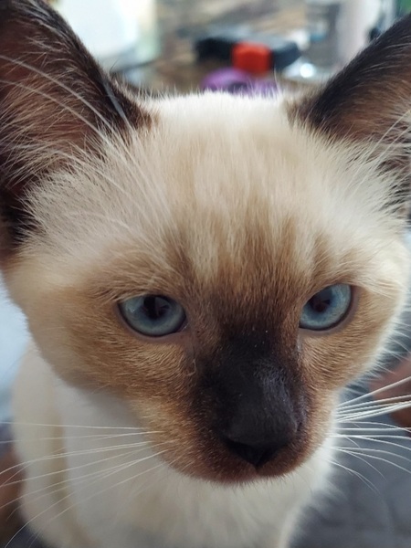 Oliver