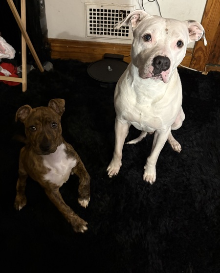 Marshmallow and Zara 