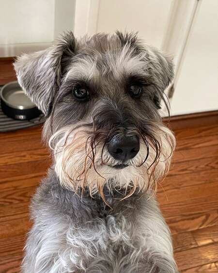 Sig Schnauzer