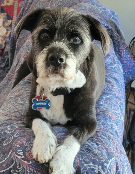 Duke aka Dukers