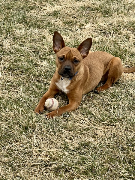 Roo