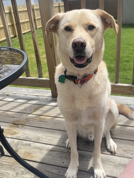 Biscuit