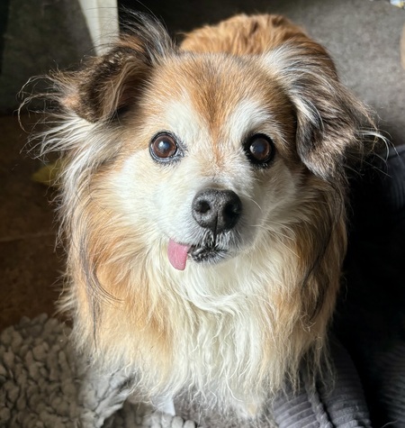 Buddy Bean