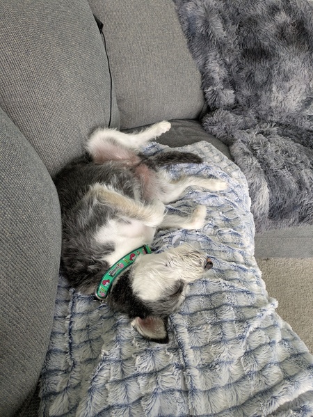 Loki