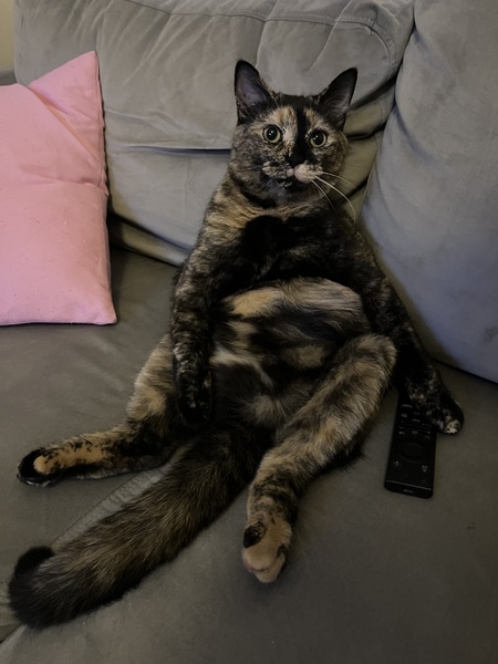 Suki