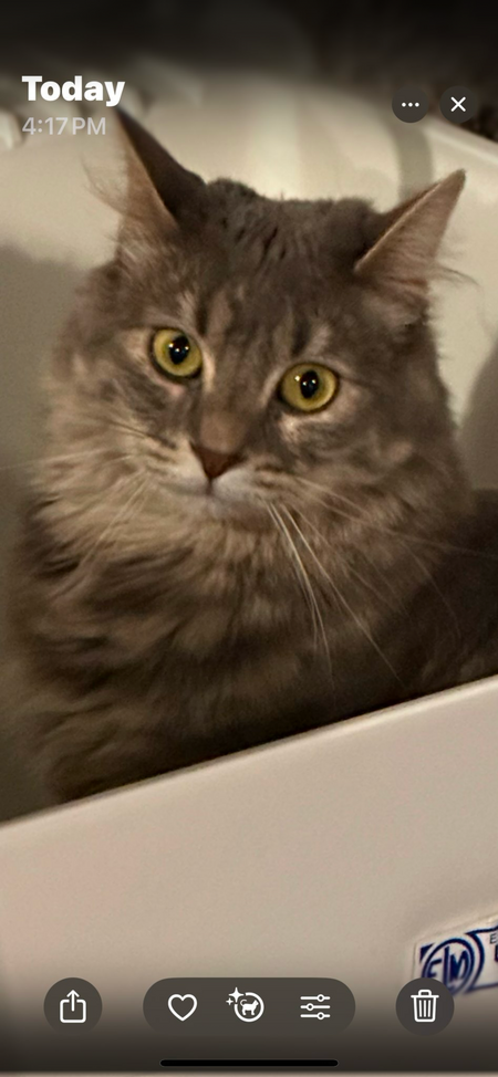 Bella
