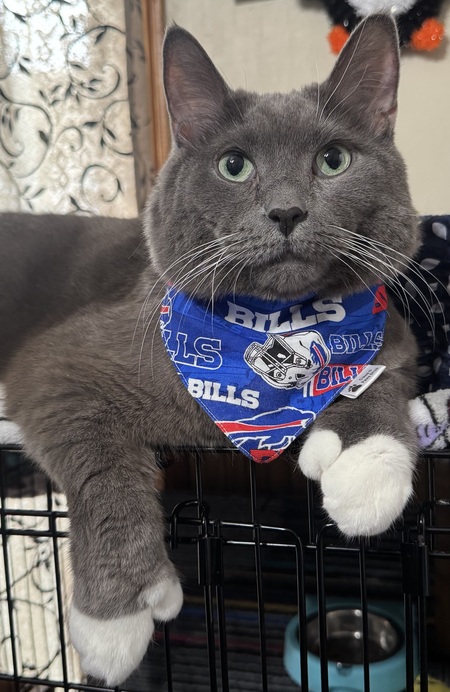 Meeko 