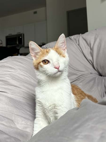 Finley