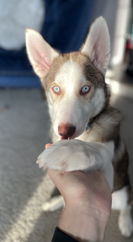 Ares 