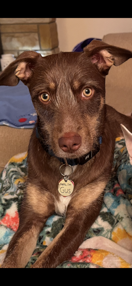 Gus