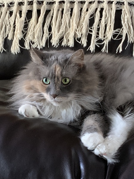 Greta Garbo Lemmo