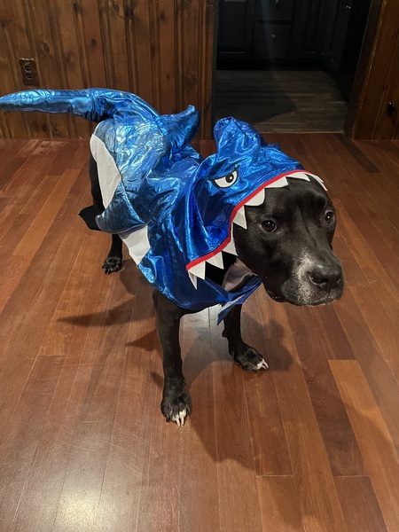 Zeus