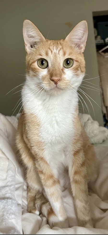 Apollo