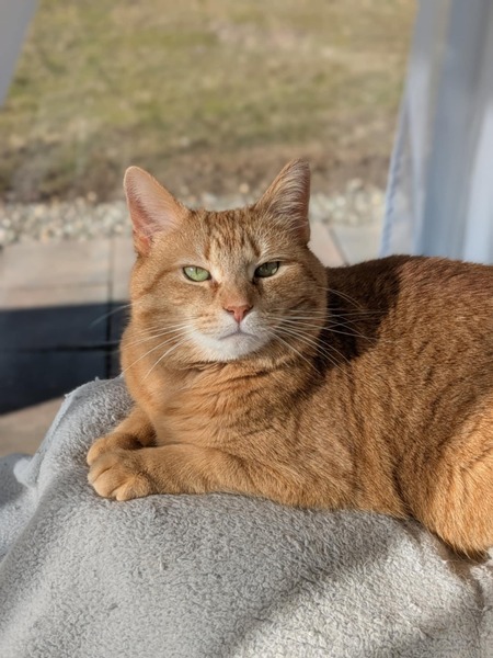 Rosie