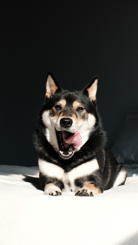 Balto