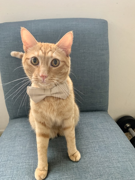Finn