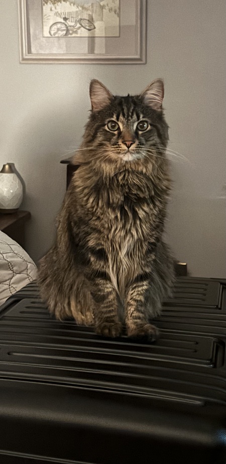 Finnigan 