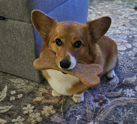 Buddy
