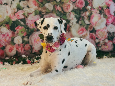 Delilah