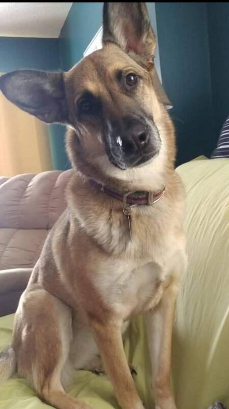 Sam Dog