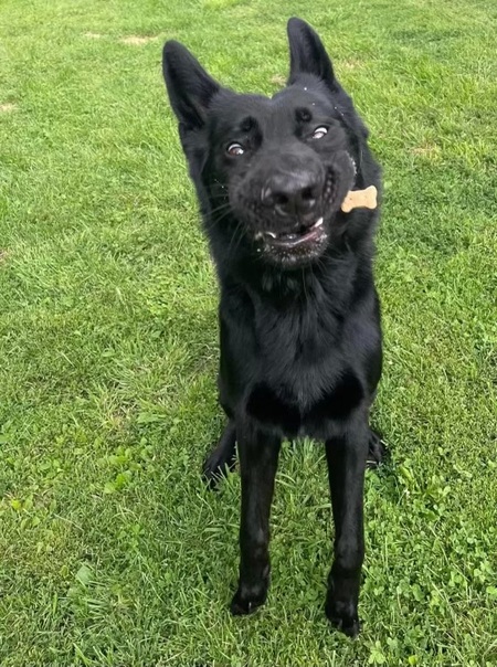 Gauge