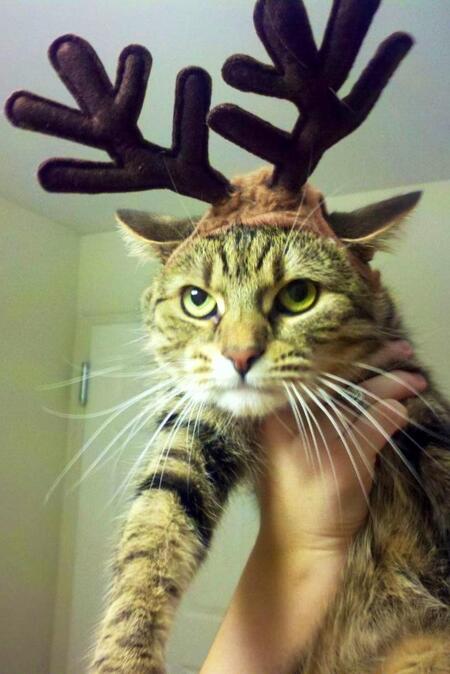 Thunder Cat aka Pud 
