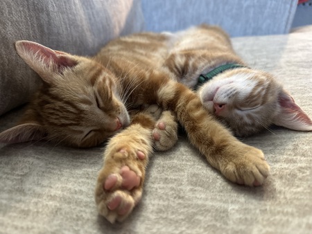 Theo Von & Enzo Purrari 