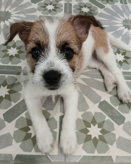 Pippa