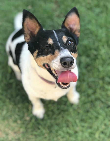 Roxie