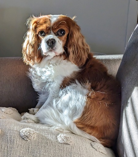 Lily 