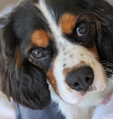 Milo