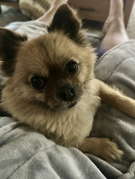 Cha Chi