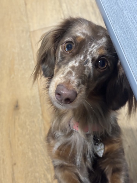Millie