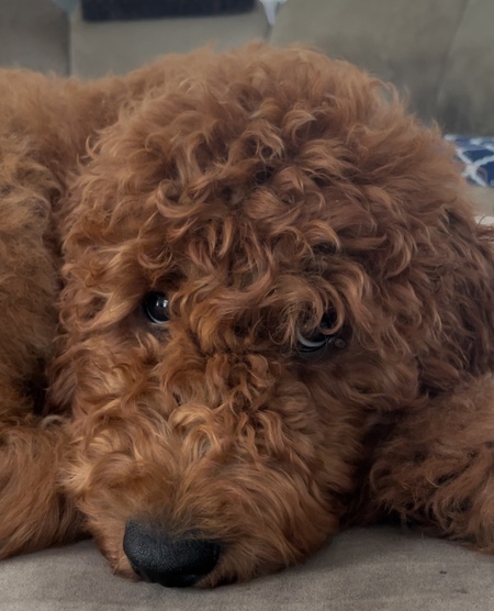 Gus