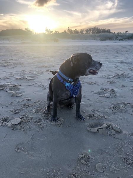 Bluey