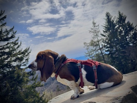 Hank