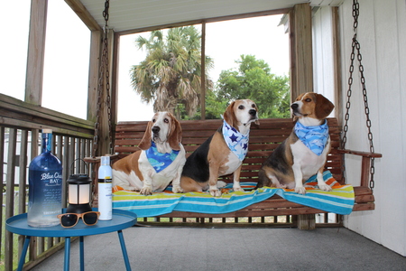 Roxie, Hank, and Ducky