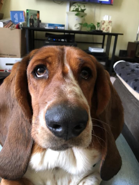 Odie