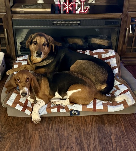 Sir Beauregard  and Chase