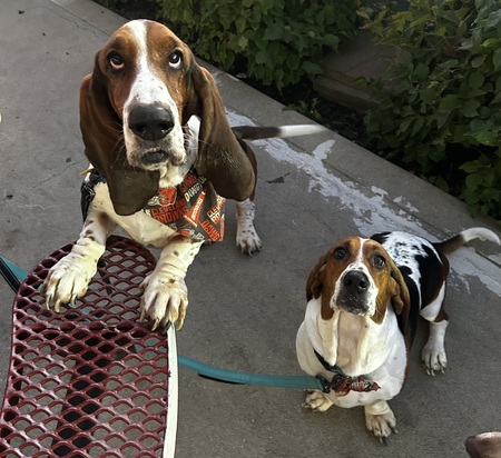 Bennie and Jovie