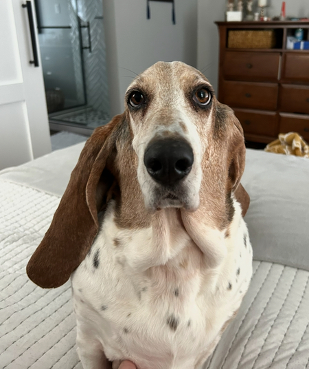 Marmalade 