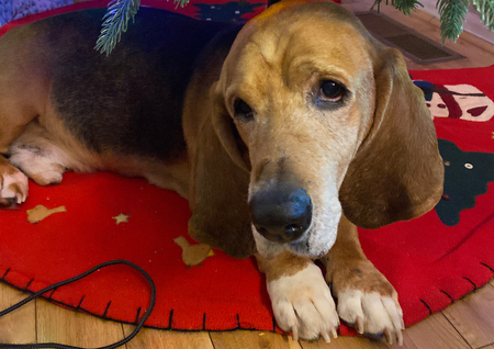 Gus - In Loving Memory