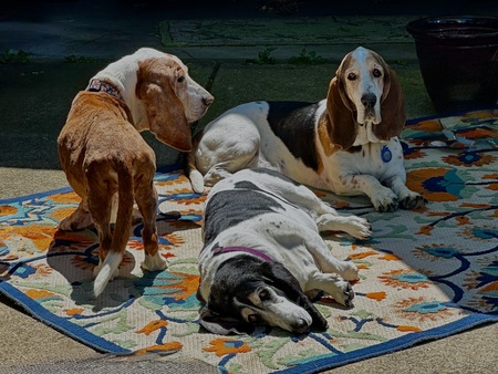 Ms. Carson, Mr. Rollo, and Sir Buster